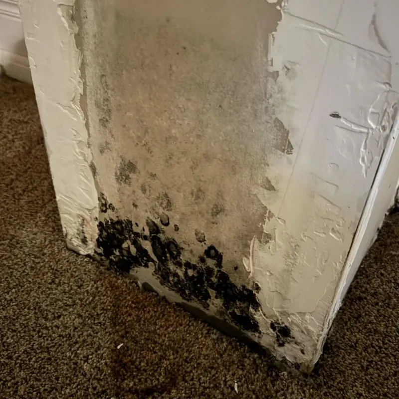 Professional Mold Removal in Pittsville, MD